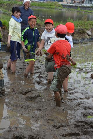 敷島北小学校田植えの様子の写真7