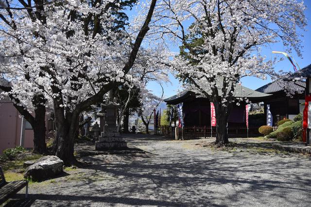 光照寺ソメイヨシノの写真1