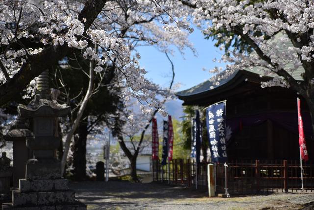 光照寺ソメイヨシノの写真2