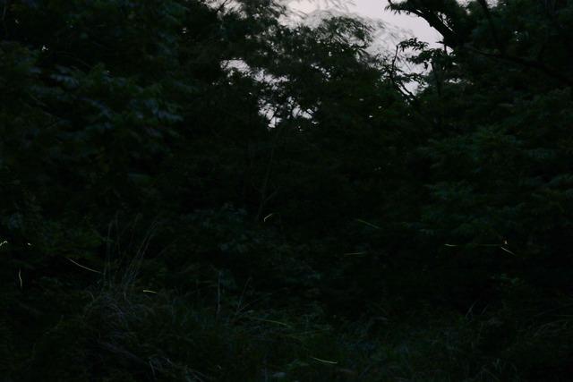 暗闇を飛ぶ蛍の写真