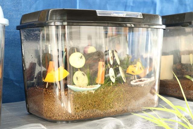 鈴虫の虫かごのアップの写真