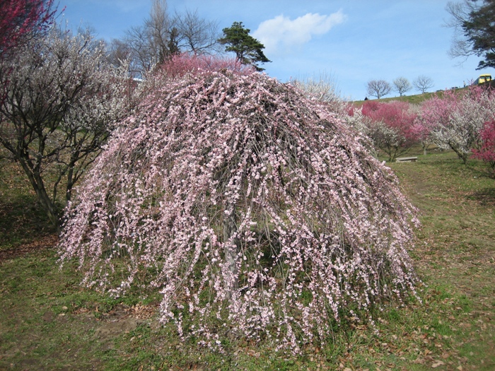 藤牡丹枝垂