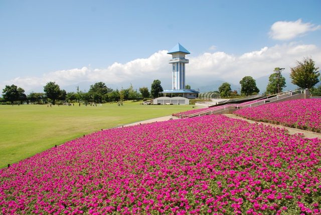 ドラゴンパーク花