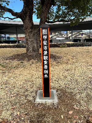景観重要樹木の標識