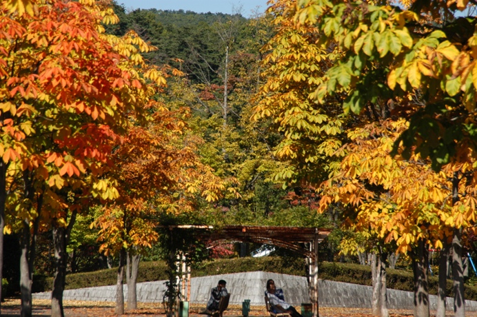 秋の紅葉の写真