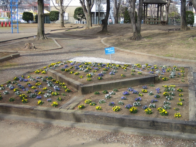 花壇に咲くビオラの写真
