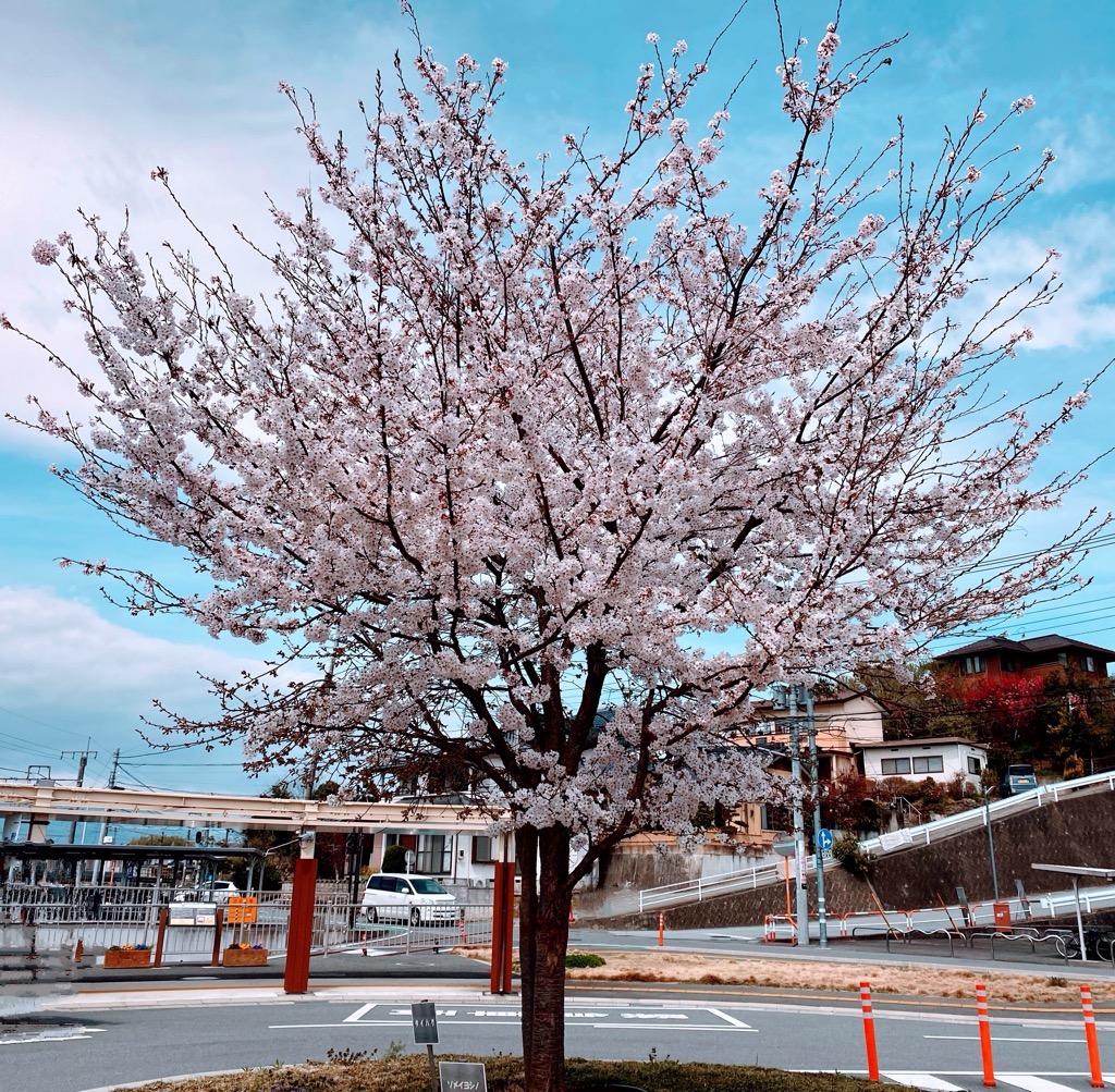 塩崎駅のさくら