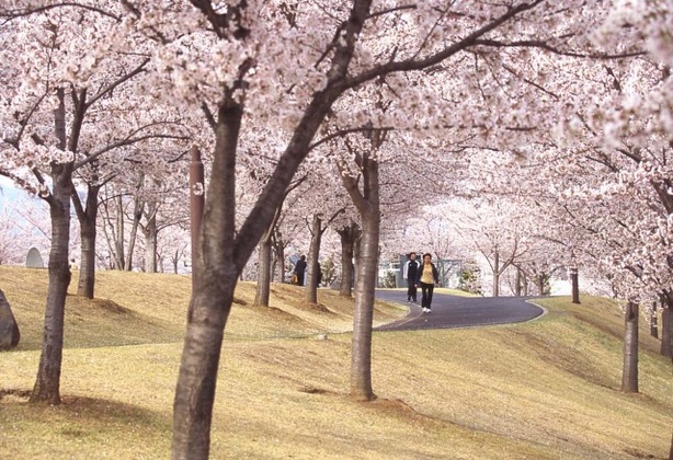 桜の木の写真