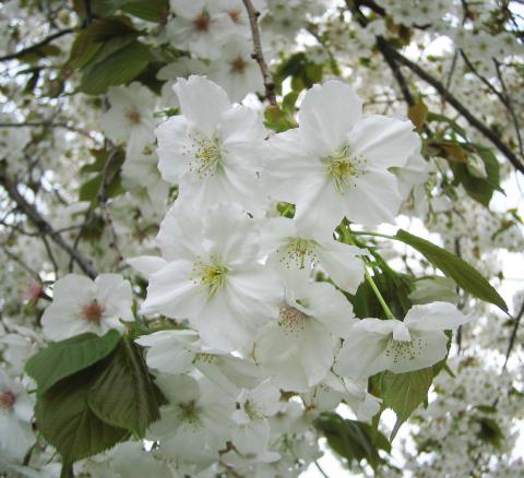 太白桜(ラタイハクザクラ)の写真