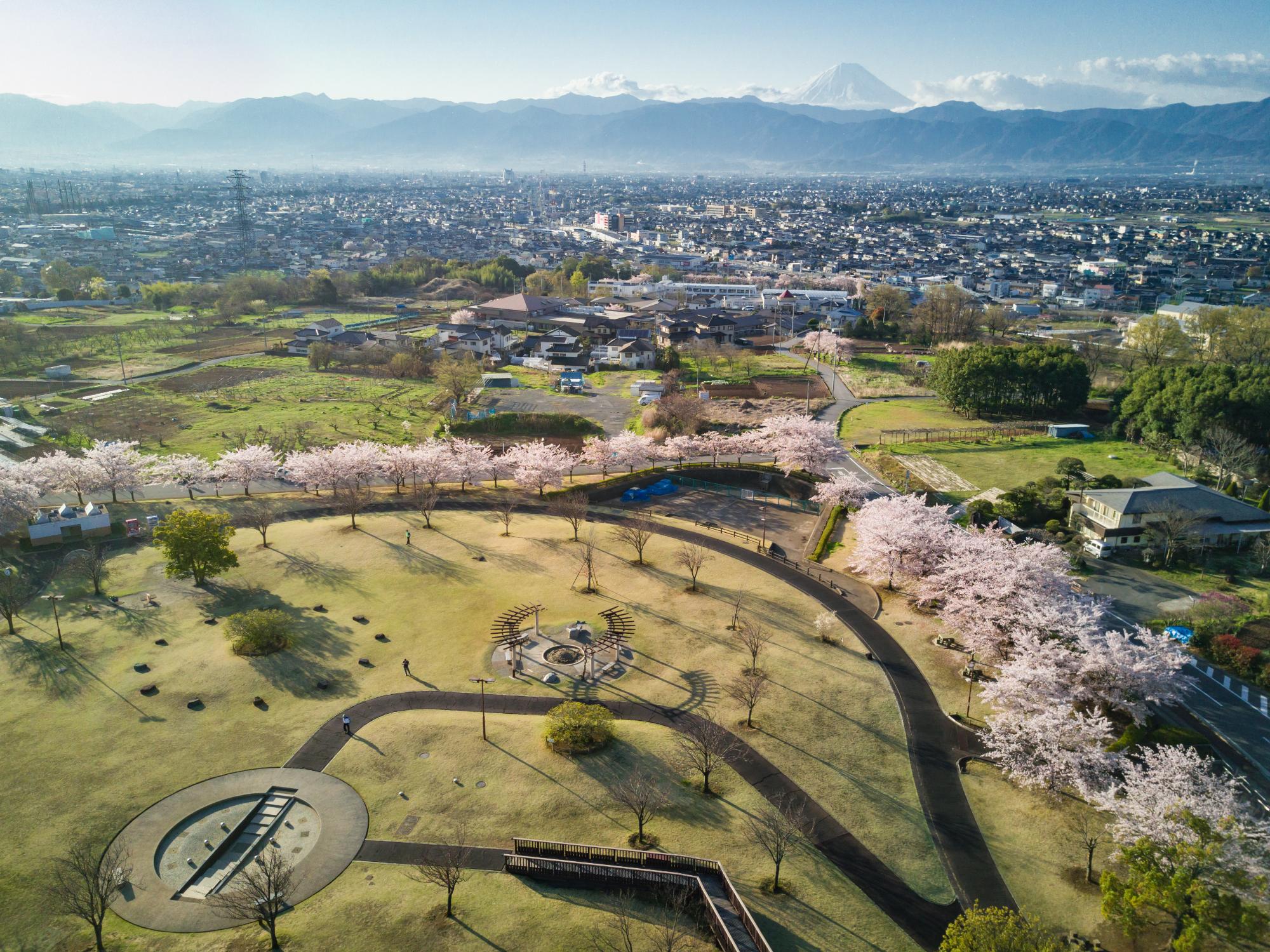 ドラゴンパーク桜