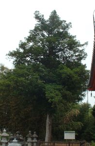 法久寺のコツブガヤの写真