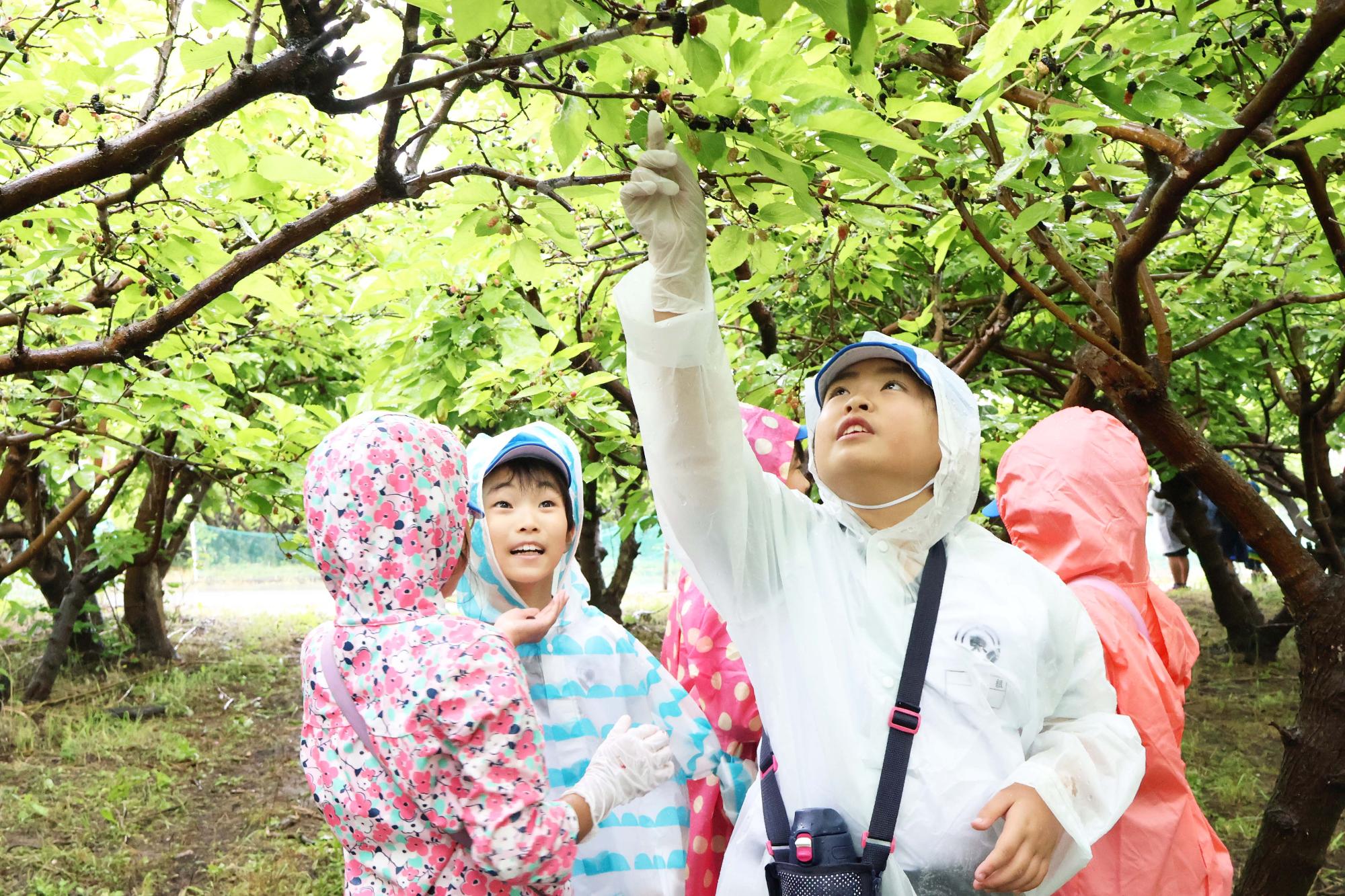 双葉東小学校桑の実摘み体験