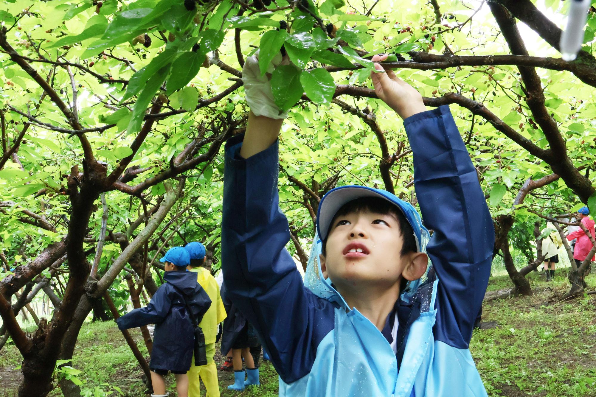 双葉東小学校桑の実摘み体験