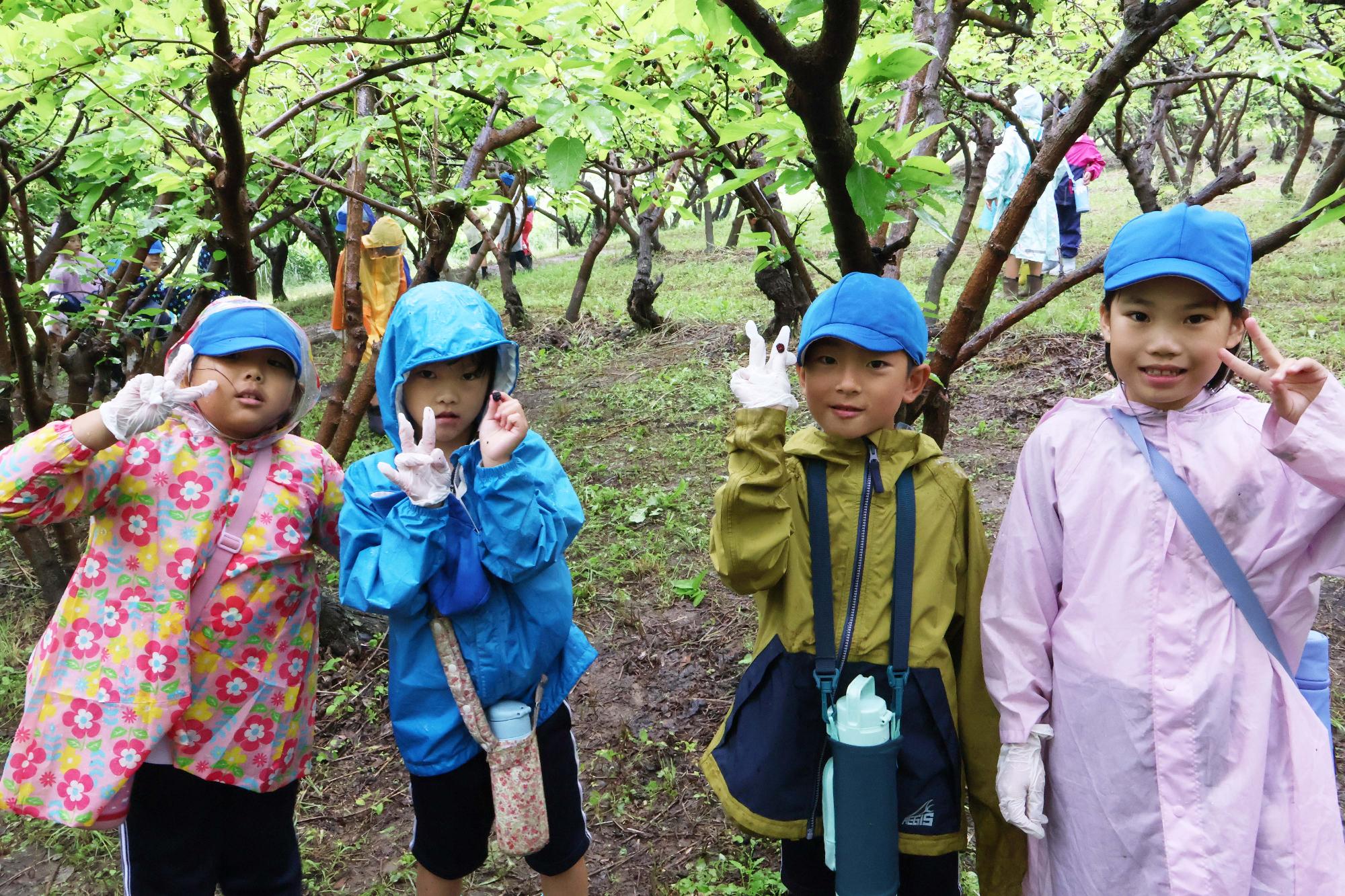 双葉東小学校桑の実摘み体験