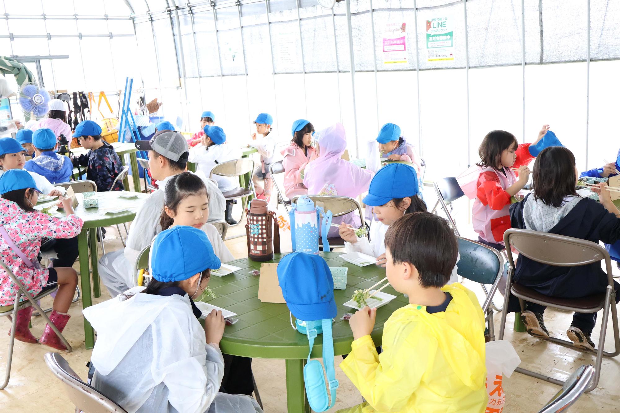 双葉東小学校桑の実摘み体験