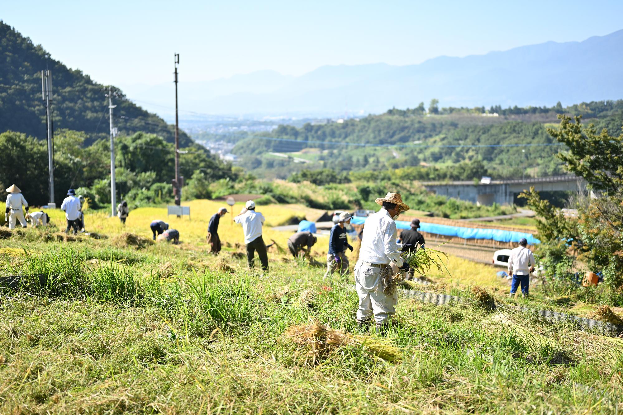 御領棚田稲刈り