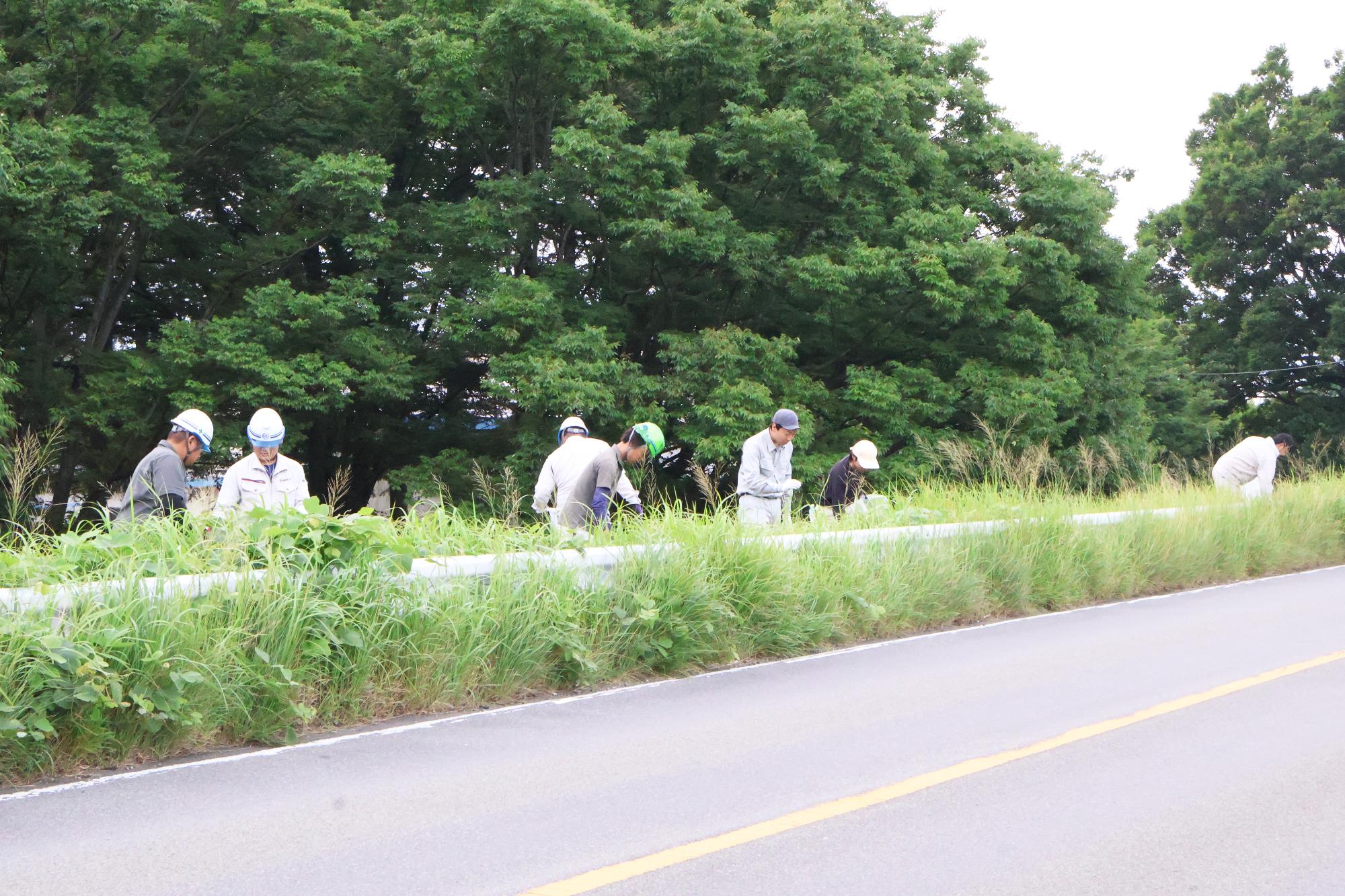 富士川流域一斉河川清掃・外来植物オオキンケイギク駆除作業