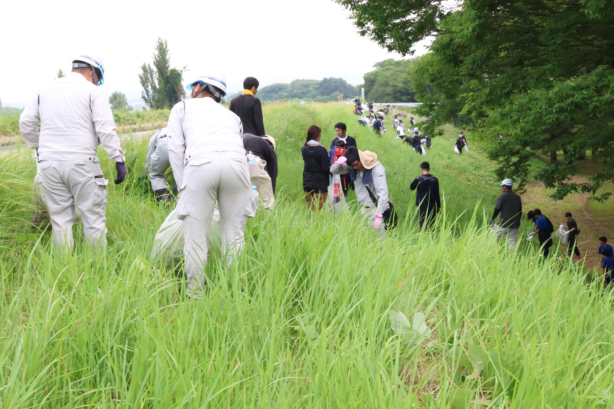 富士川流域一斉河川清掃・外来植物オオキンケイギク駆除作業