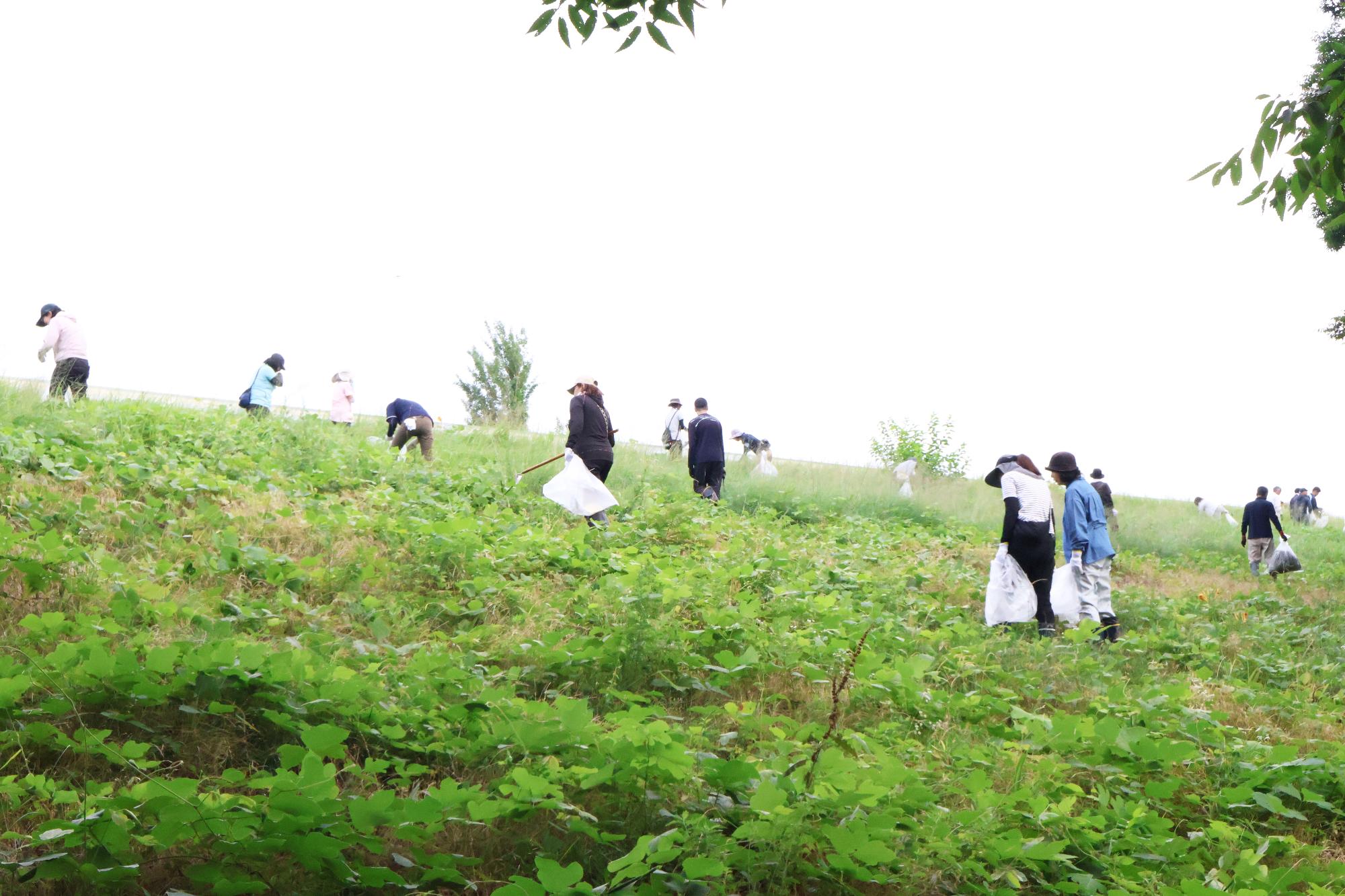 富士川流域一斉河川清掃・外来植物オオキンケイギク駆除作業