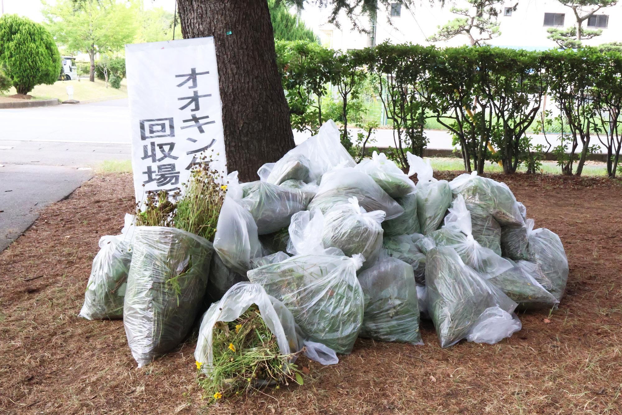 富士川流域一斉河川清掃・外来植物オオキンケイギク駆除作業