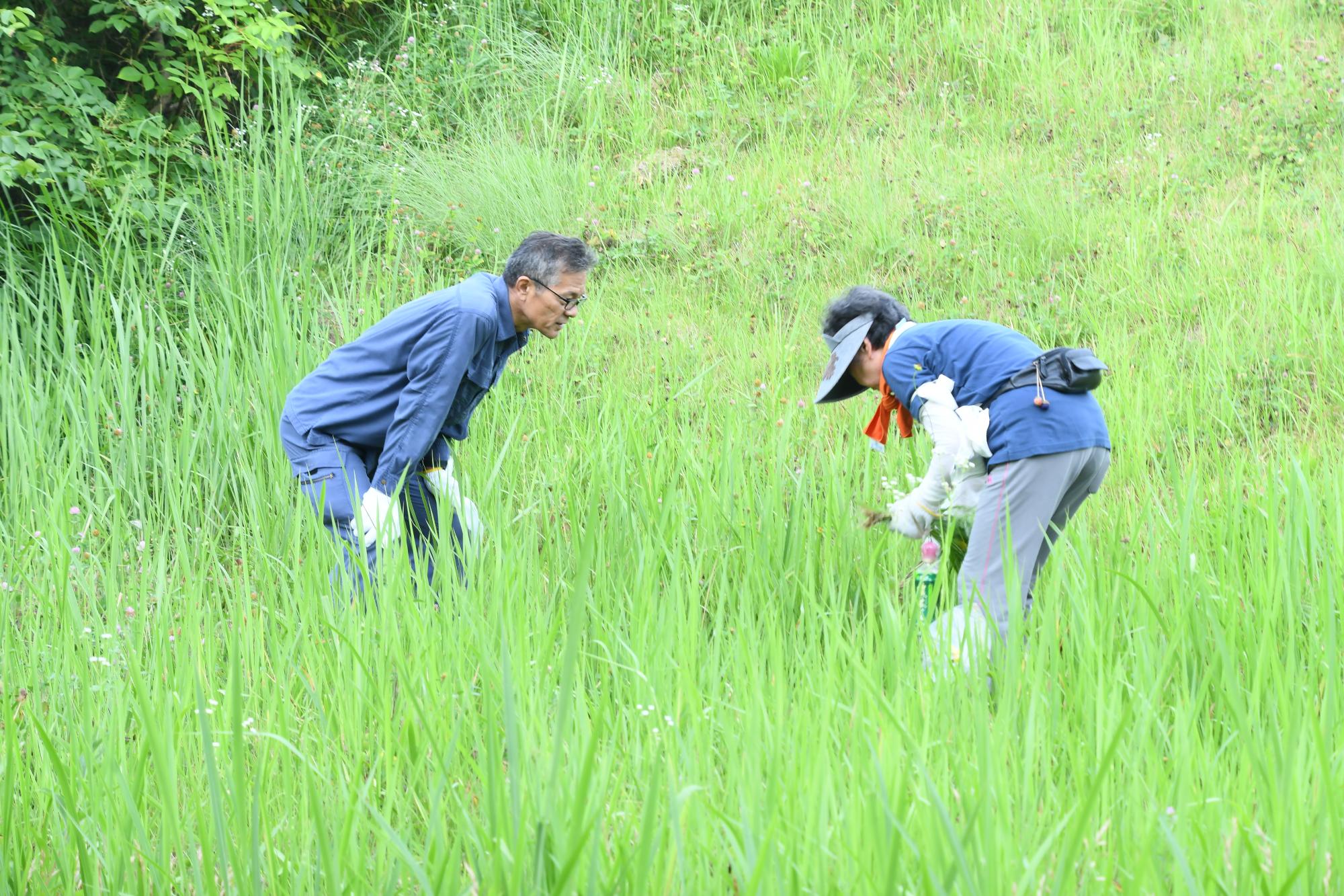 富士川流域一斉河川清掃・外来植物オオキンケイギク駆除作業