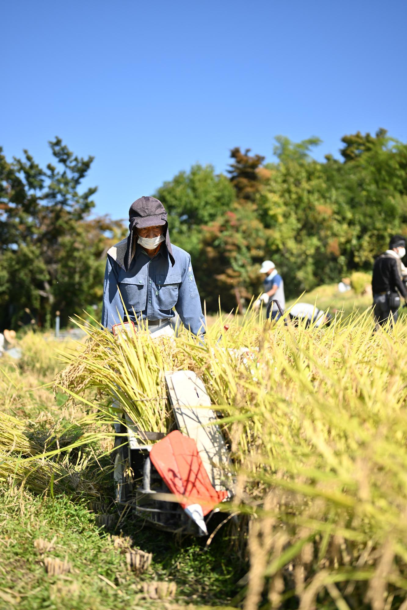 御領棚田稲刈り