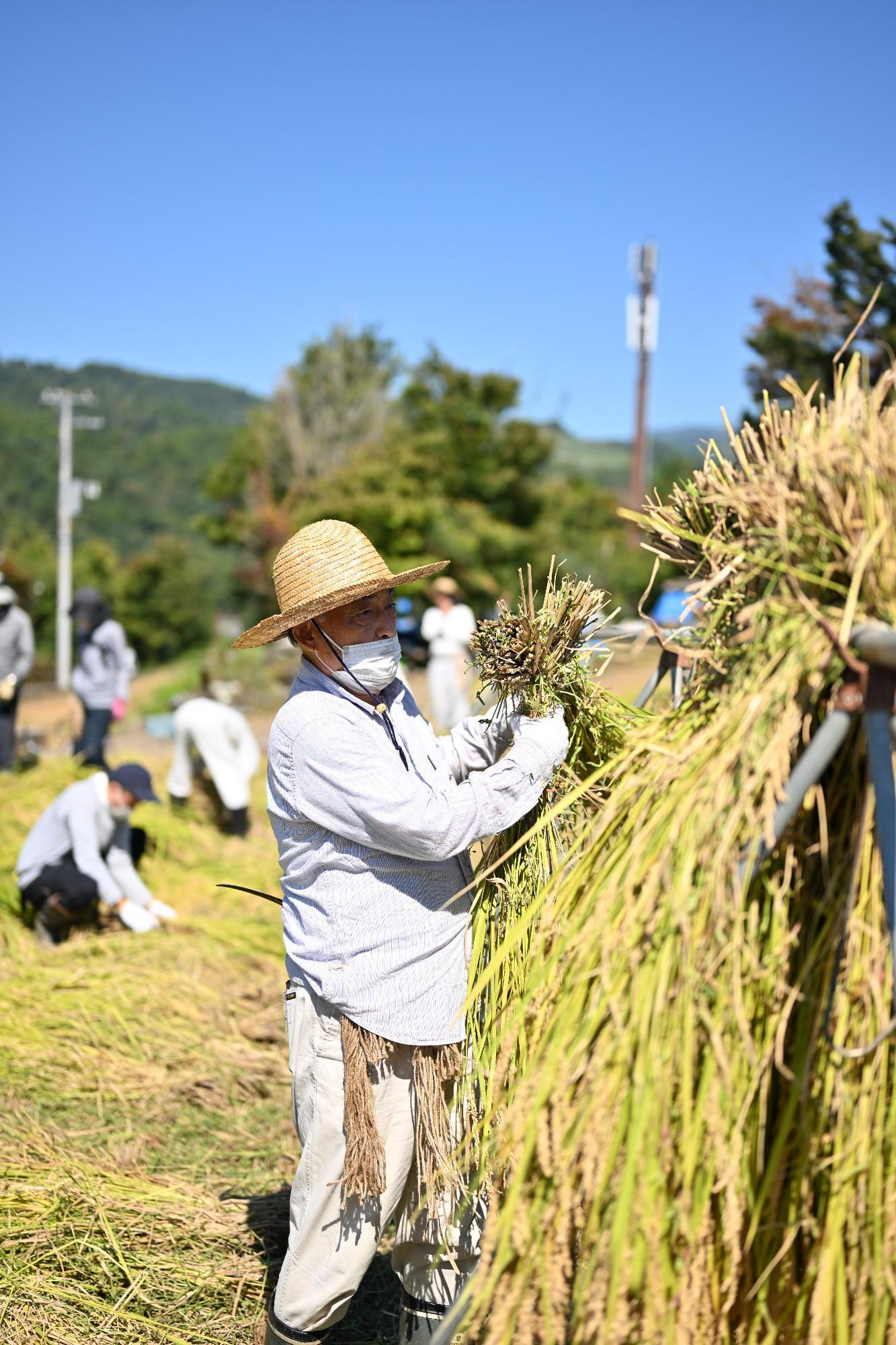 御領棚田稲刈り