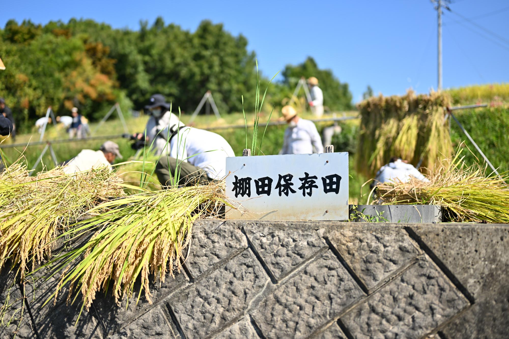 御領棚田稲刈り