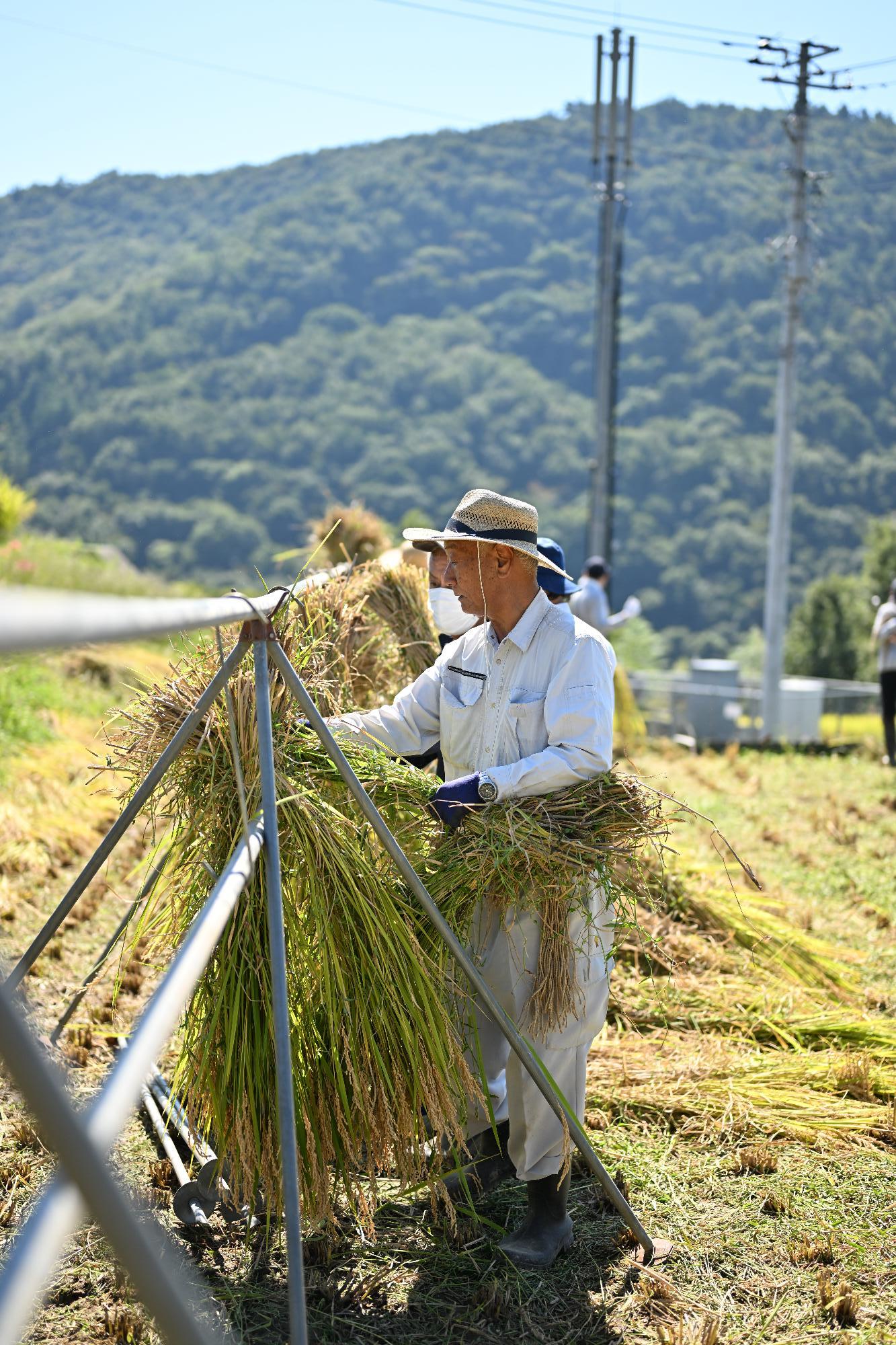 御領棚田稲刈り