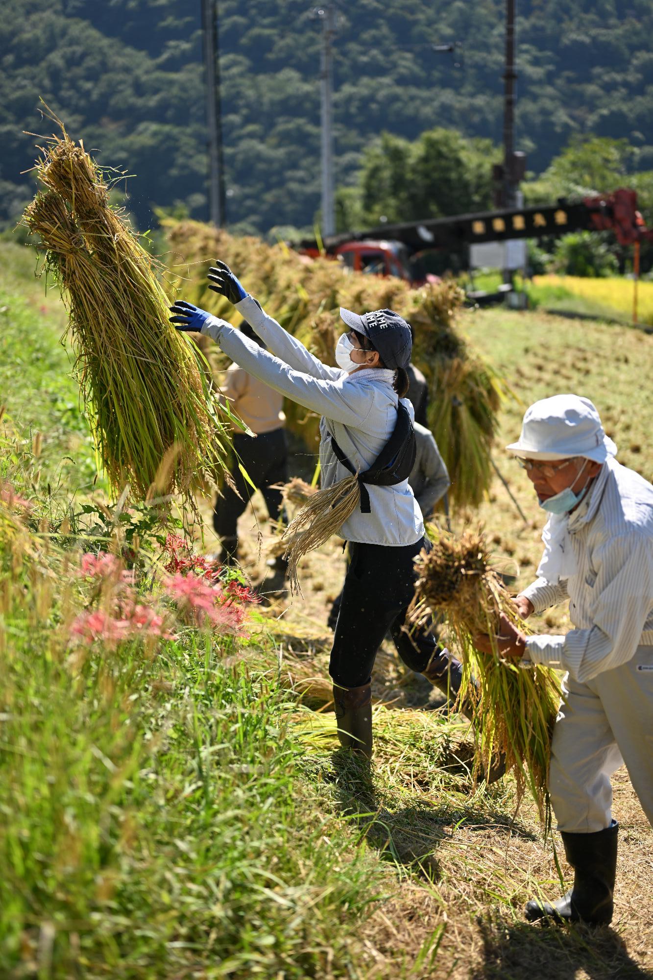 御領棚田稲刈り