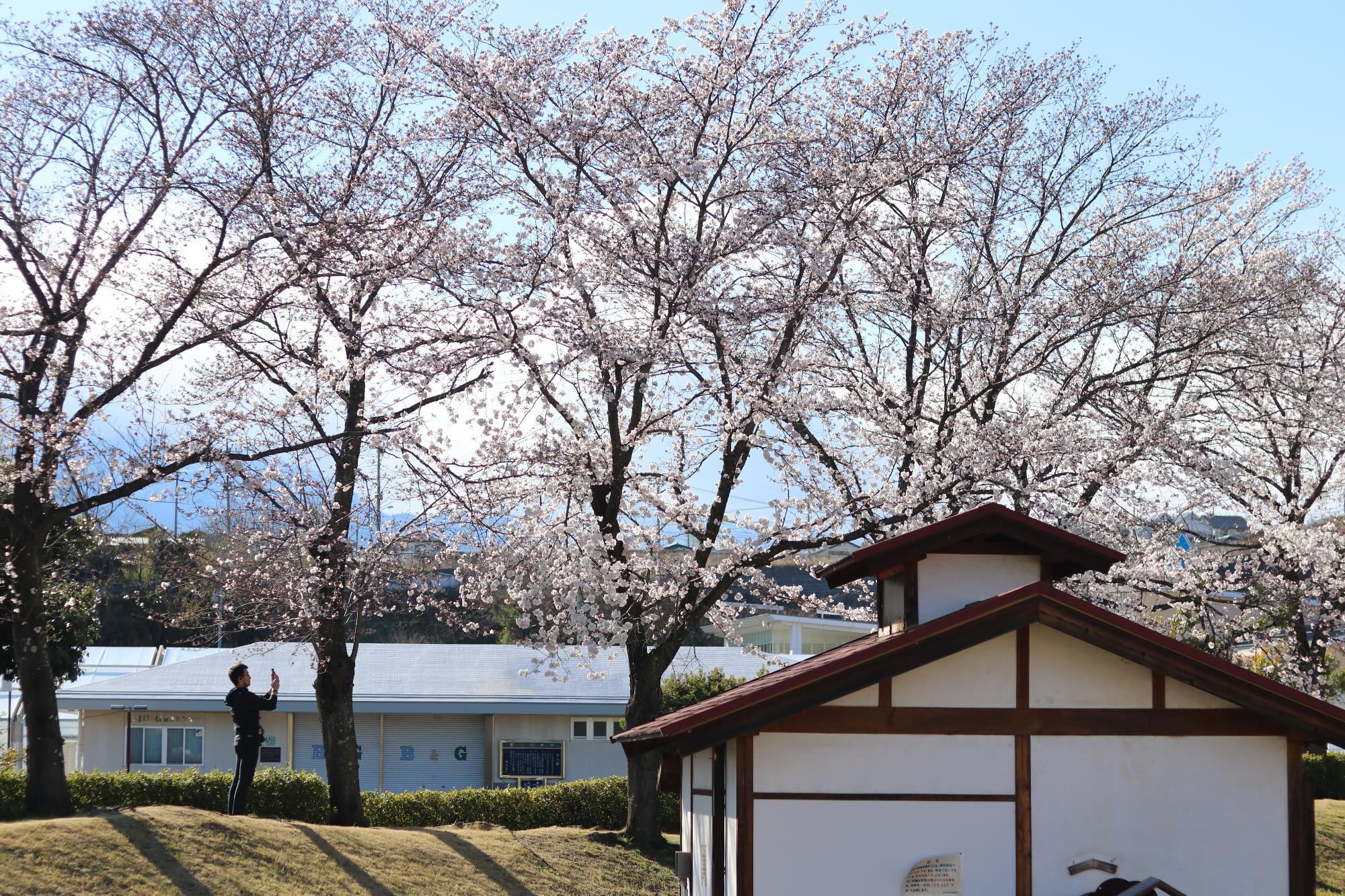 敷島カルチャーパークの桜1