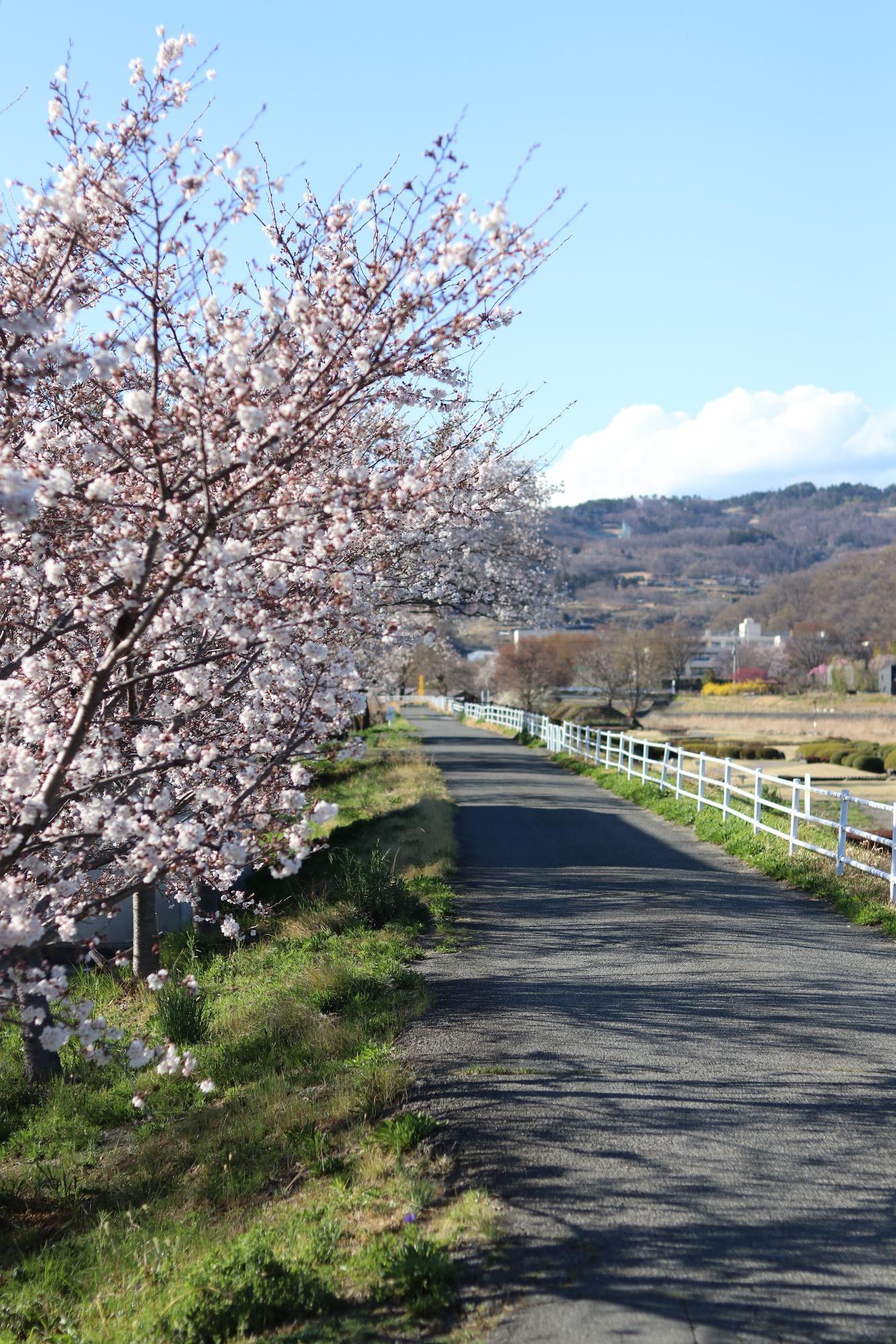 上条河原（荒川河川公園）の桜2