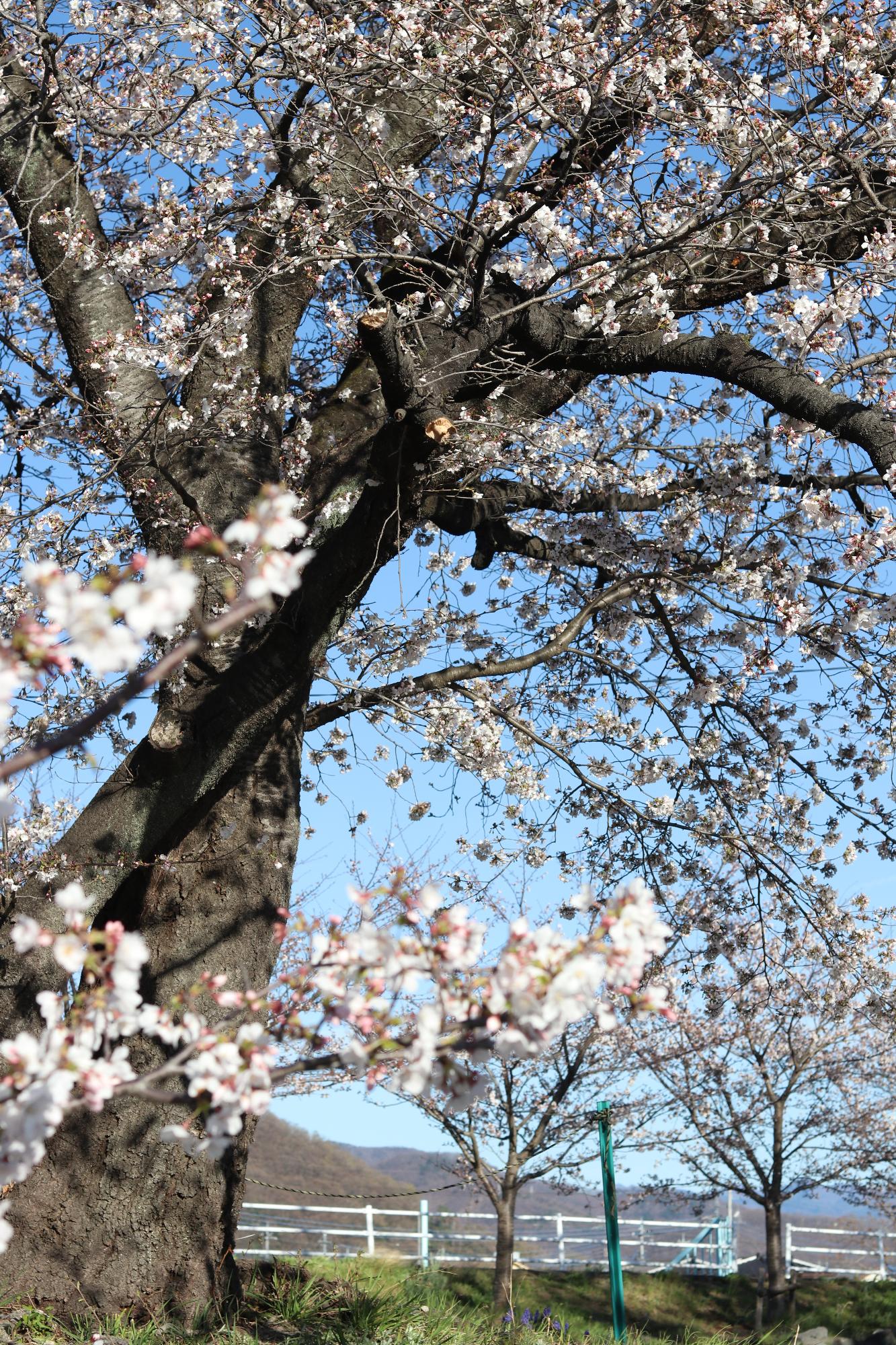 上条河原（荒川河川公園）の桜3