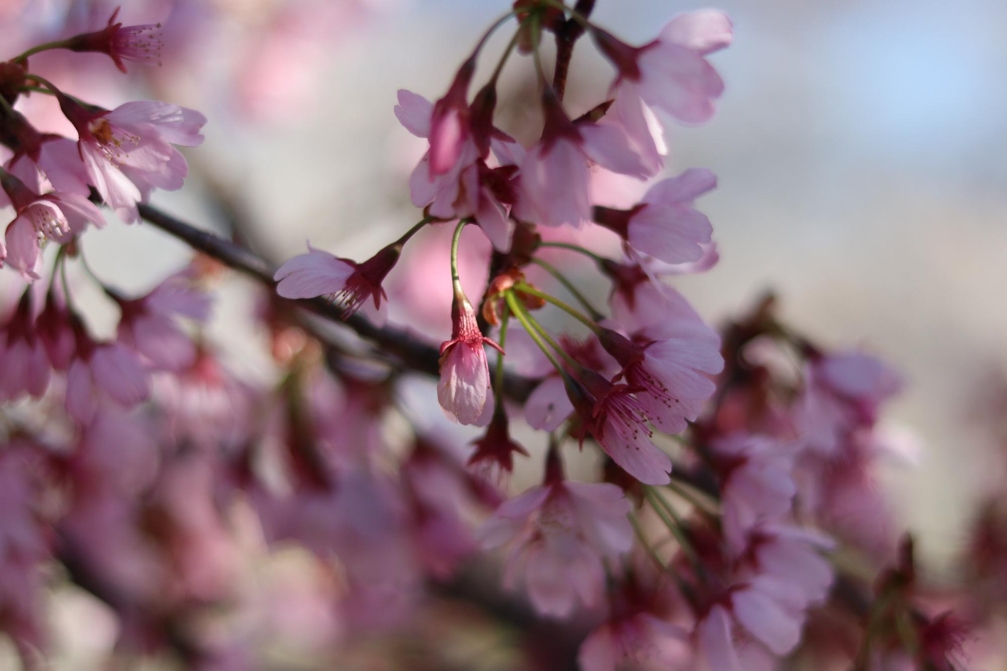 上条河原（荒川河川公園）の桜4