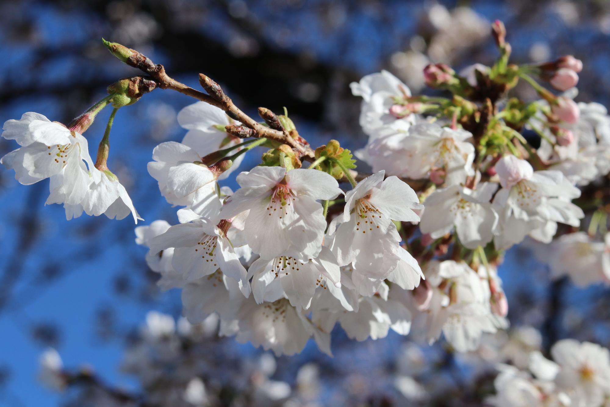 上条河原（荒川河川公園）の桜5