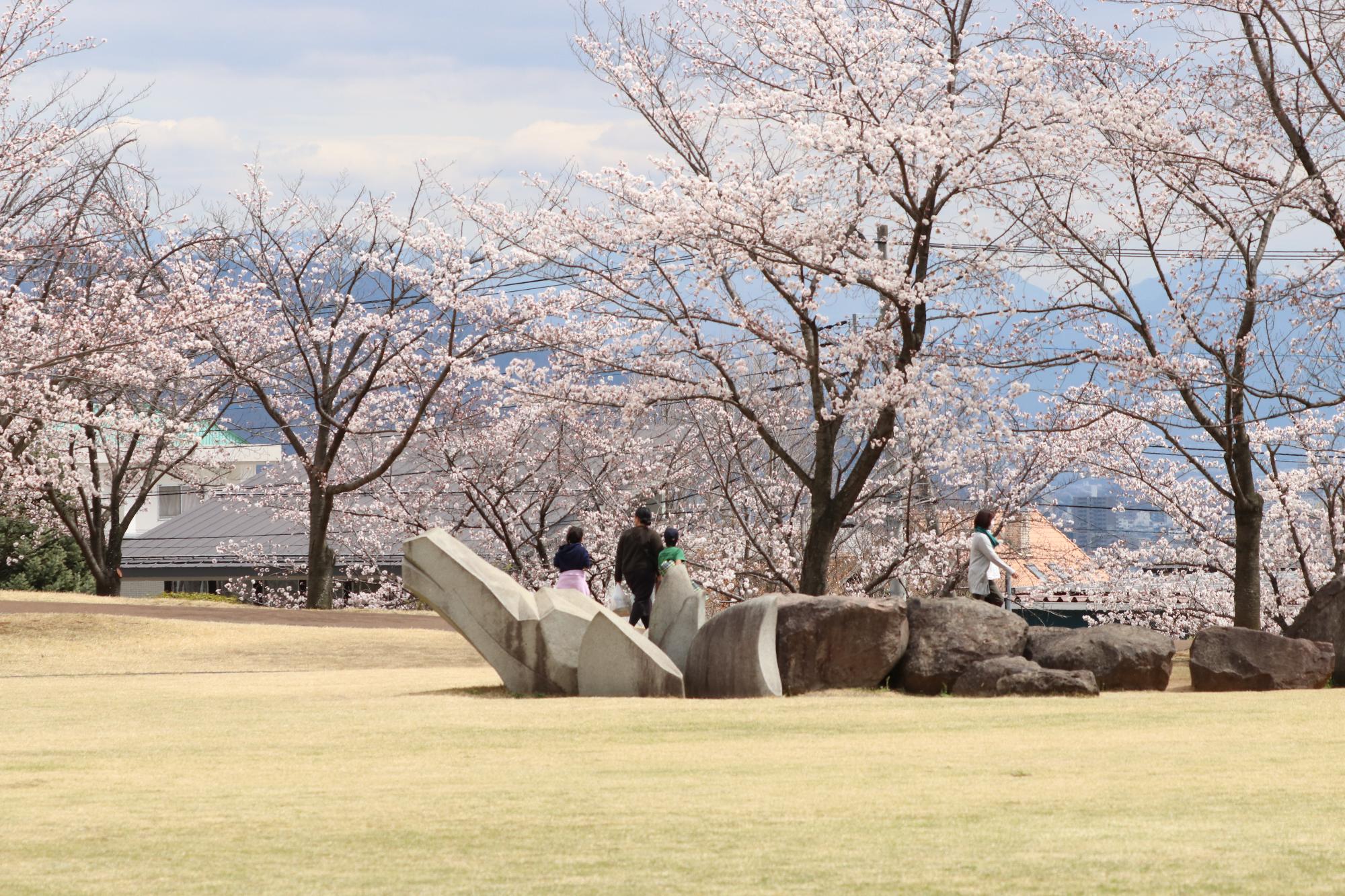 ドラゴンパークの桜