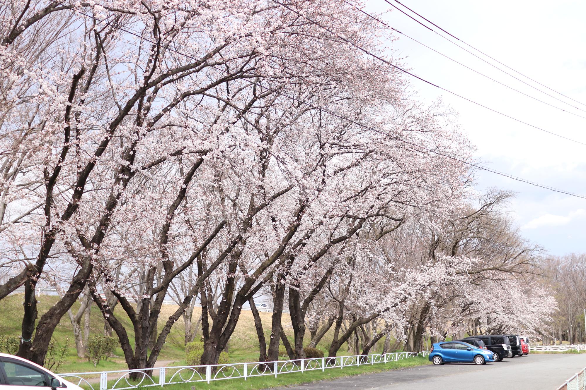 信玄堤公園実元橋付近