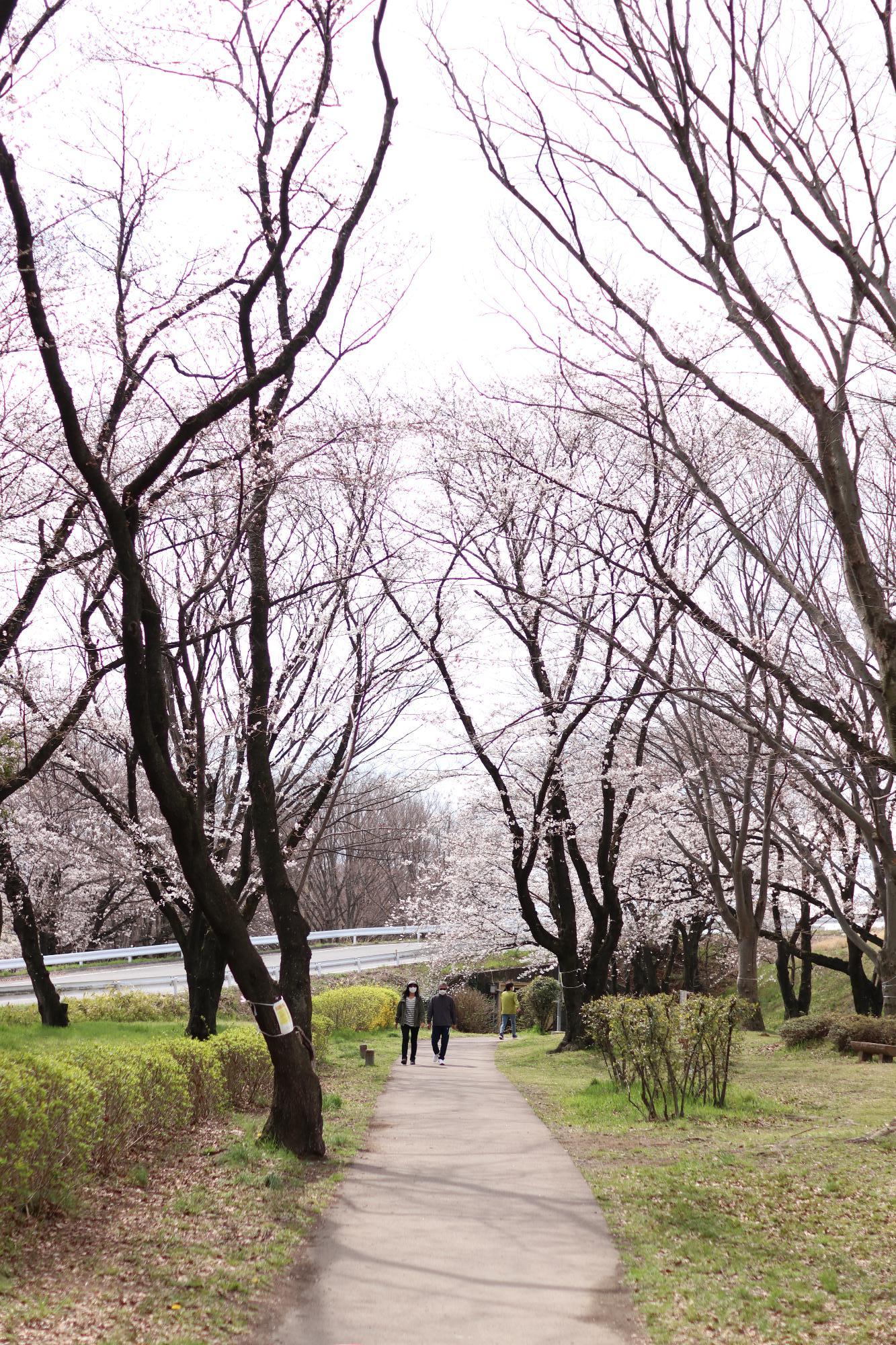 信玄堤公園実元橋付近