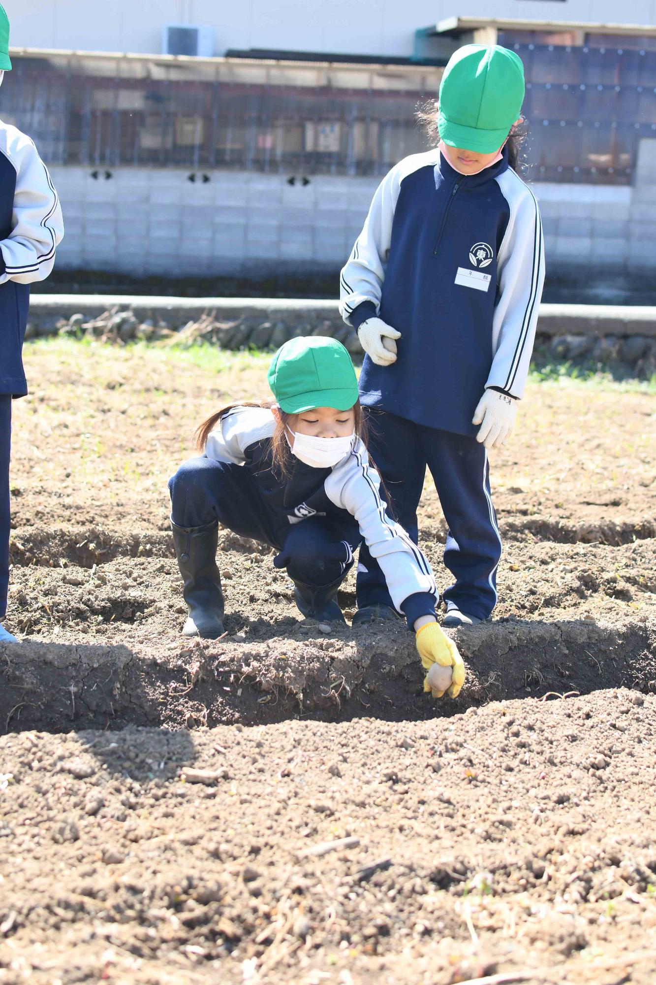 20230320双葉東小学校じゃがいも植え体験