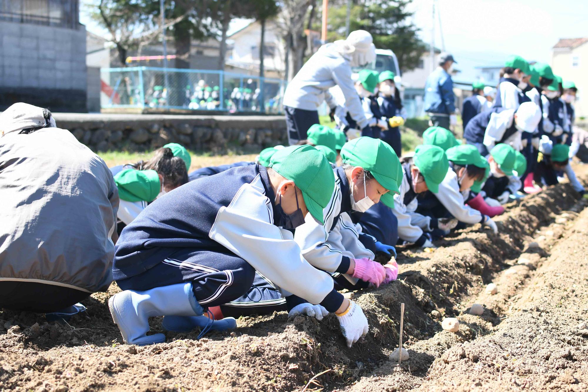 20230320双葉東小学校じゃがいも植え体験