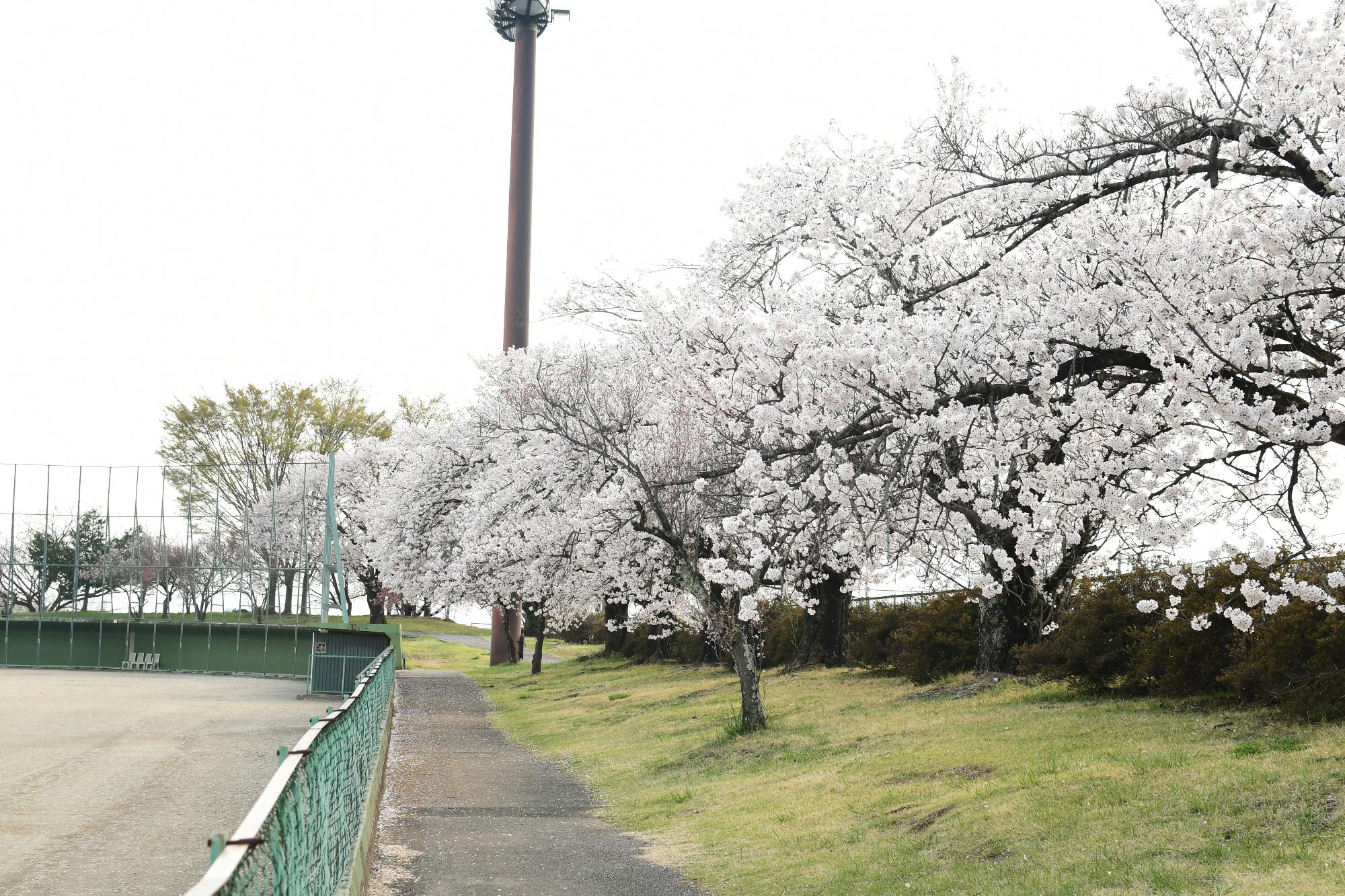 20230329双葉スポーツ公園