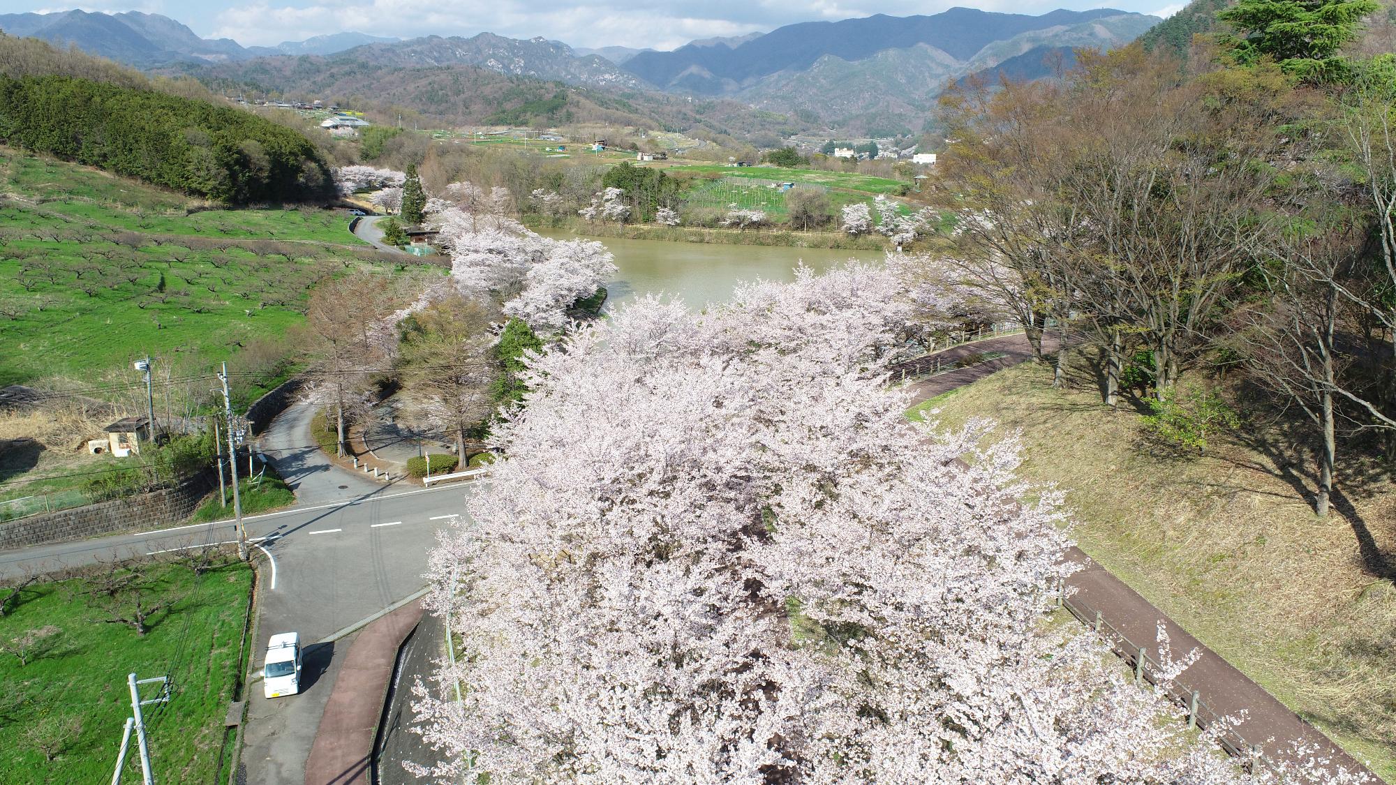 20230330敷島総合公園ドローン桜