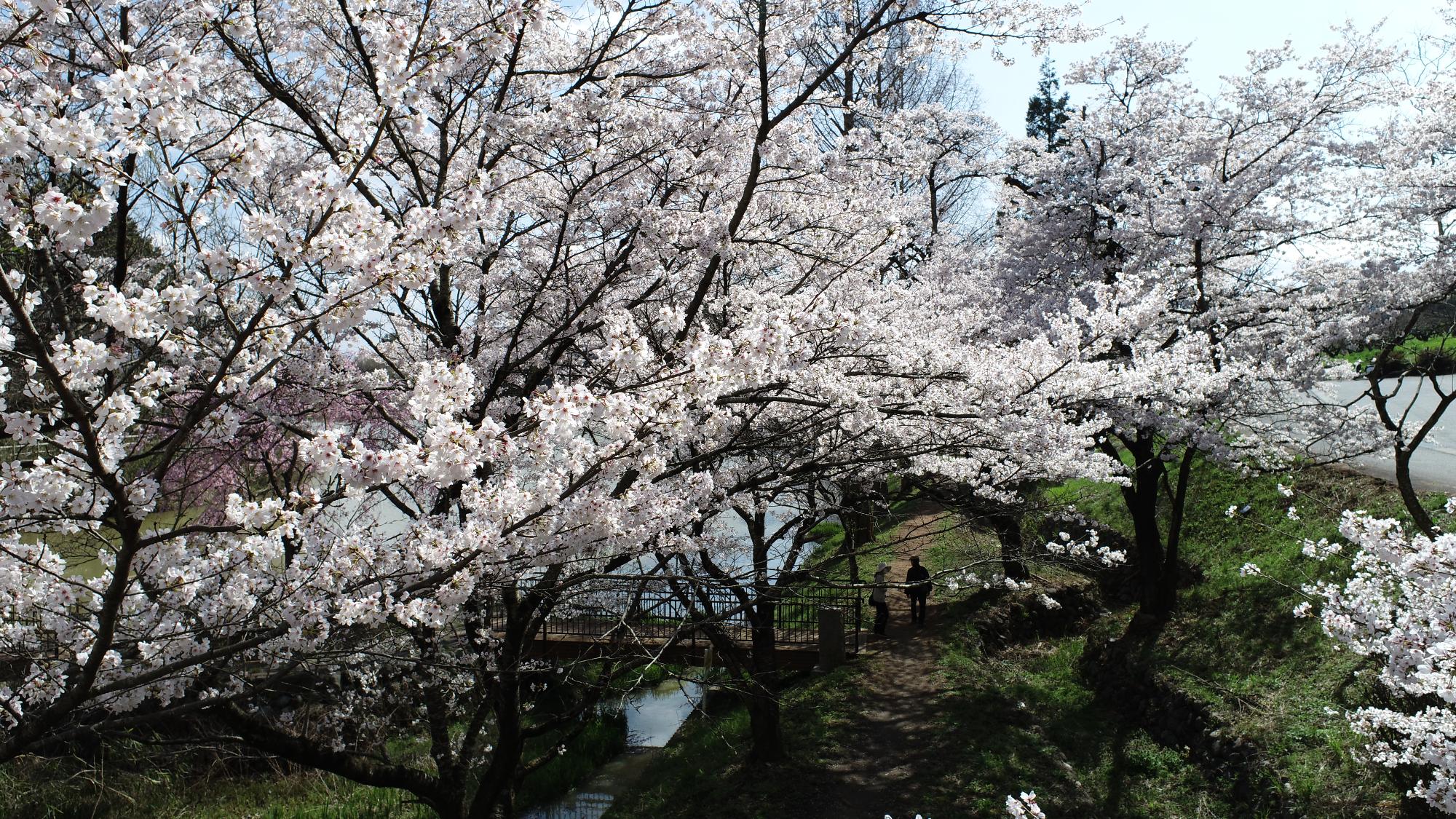 20230330矢木羽湖公園ドローン桜