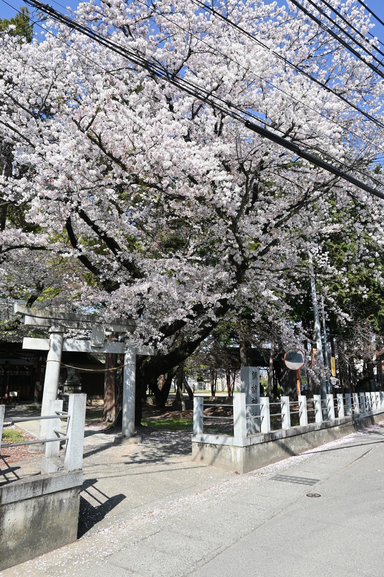 20230401諏訪神社