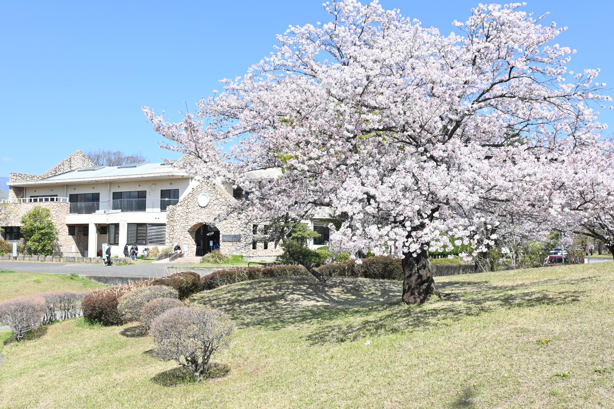 20230401西八幡公園