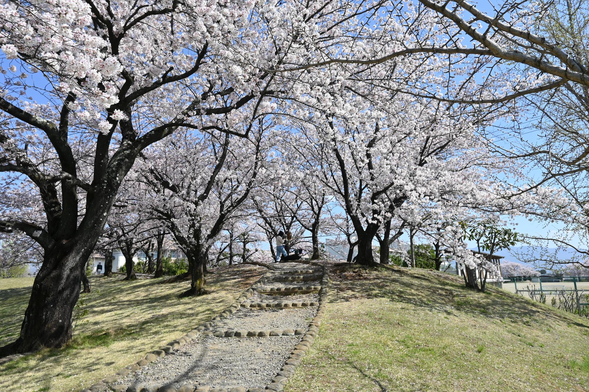 20230401西八幡公園