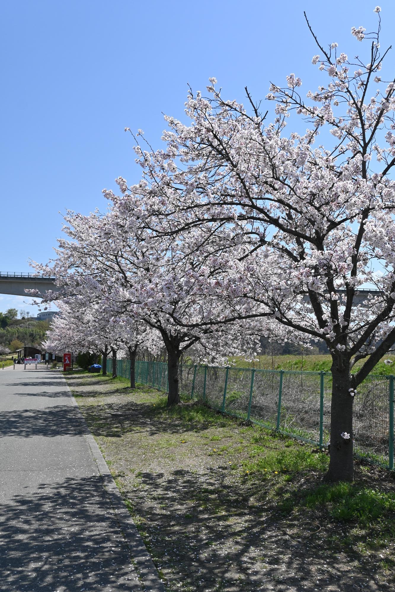 20230401双葉水辺公園