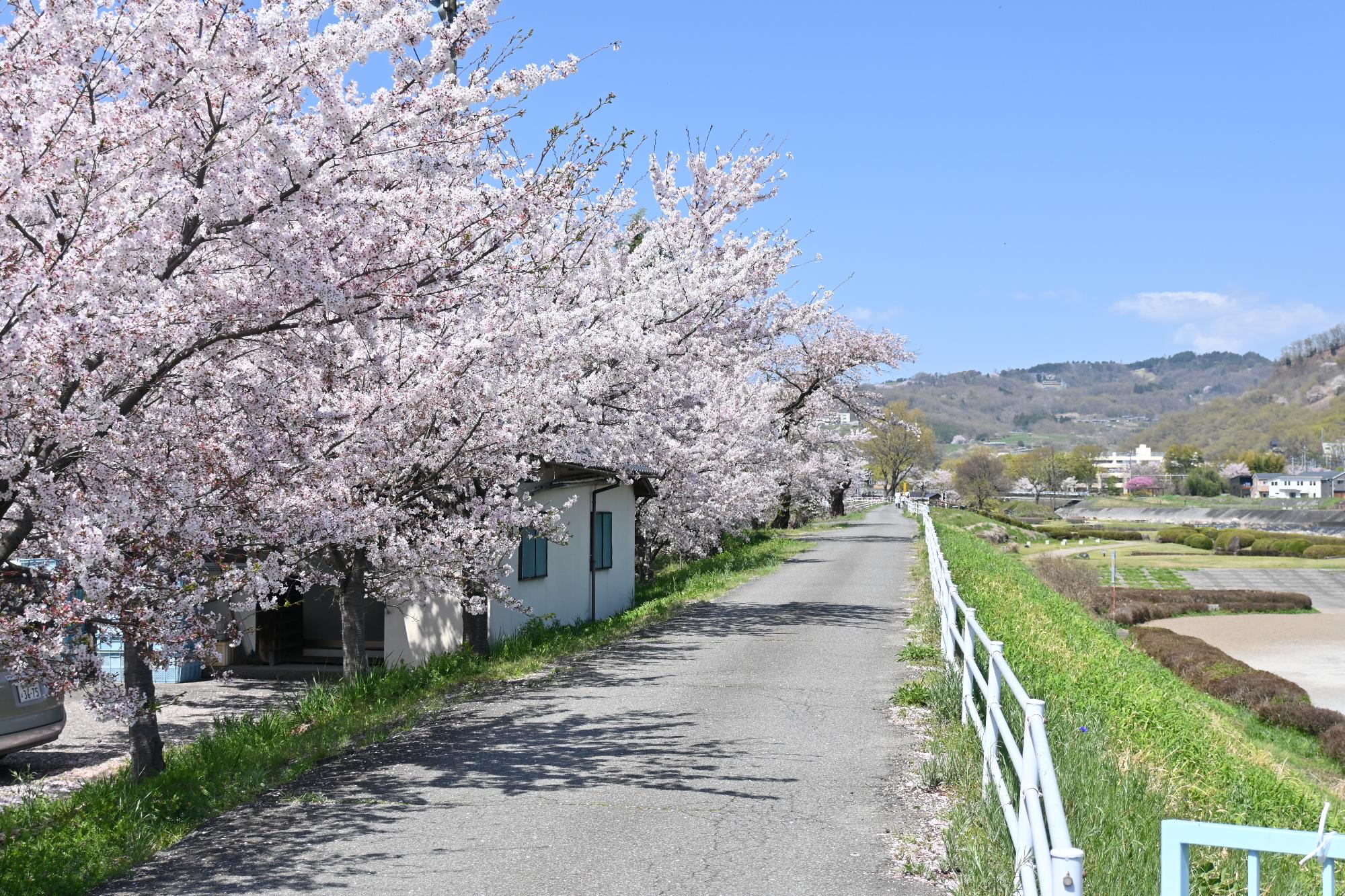 20230401荒川河川公園