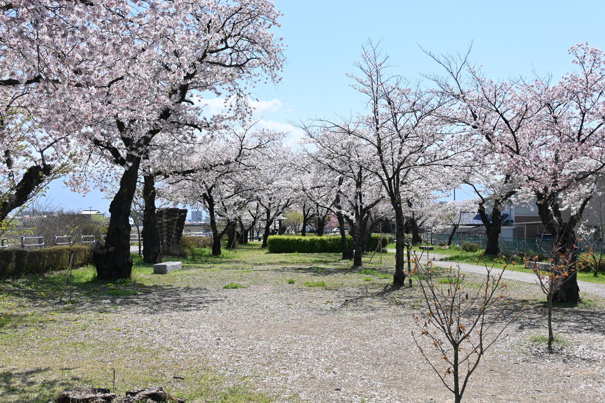 20230401荒川河川公園