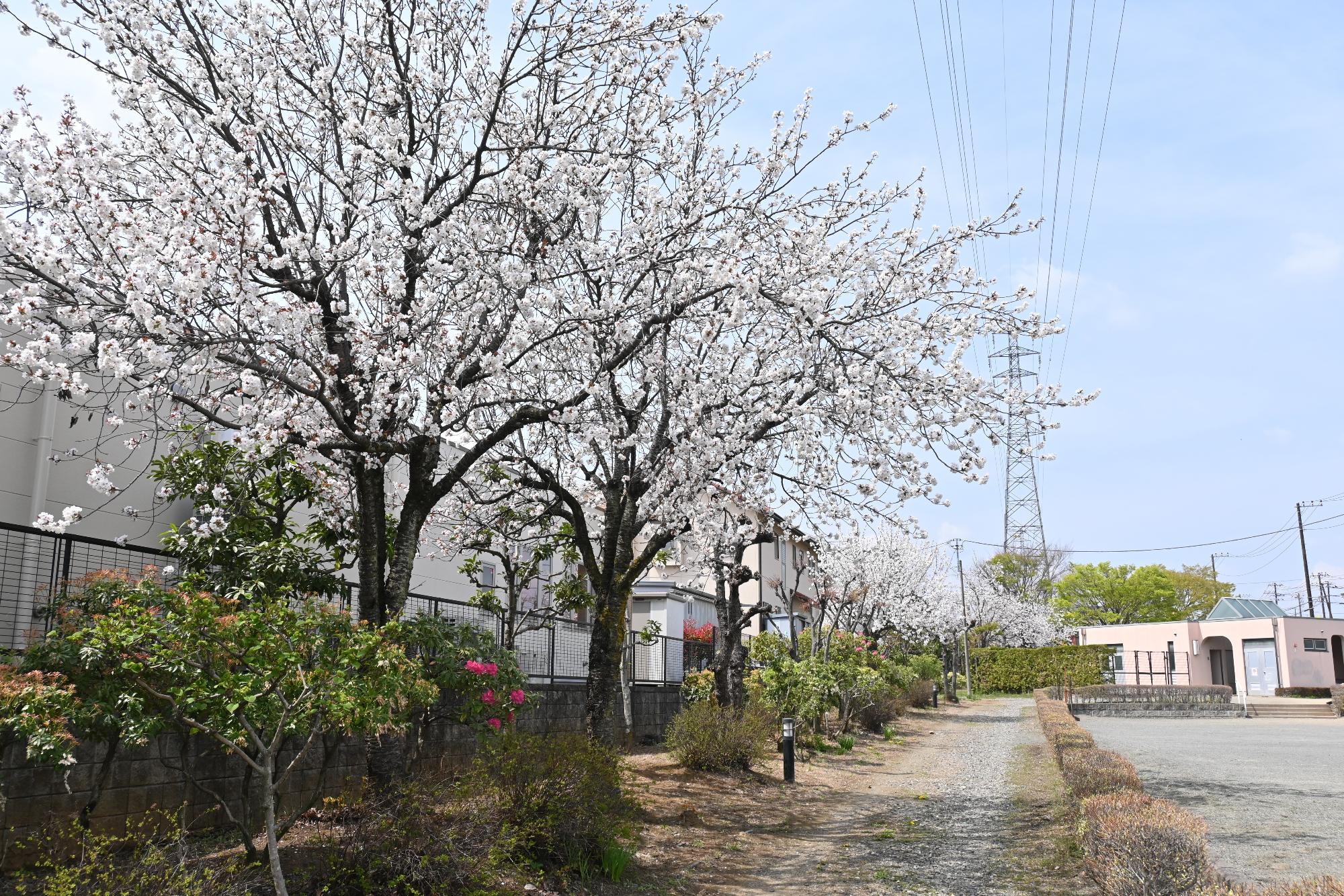 20230402響が丘中央公園